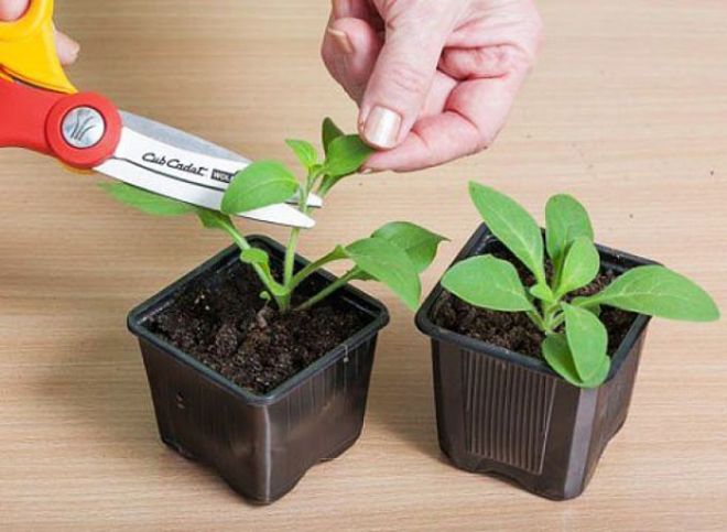 выращивание петуний прищипывание выращивание петуний прищипывание