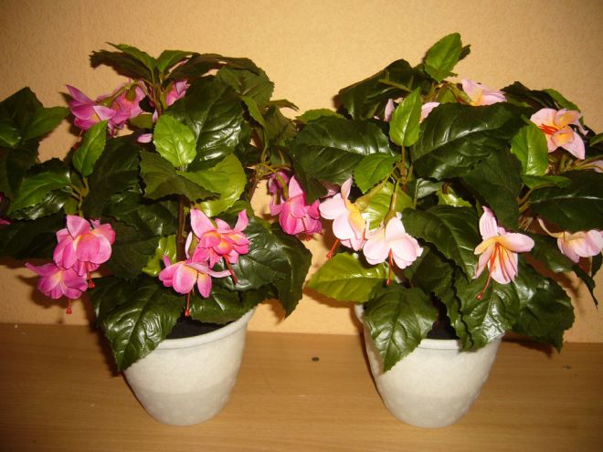 Как формировать фуксию в домашних условиях Как формировать фуксию в домашних условиях