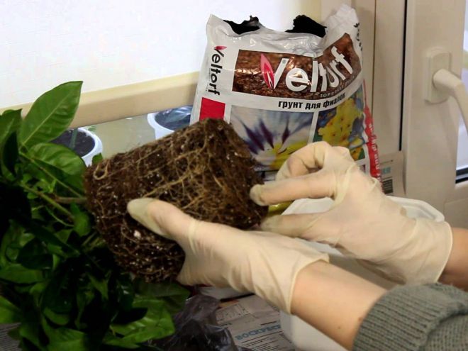 Как пересадить гардению Как пересадить гардению