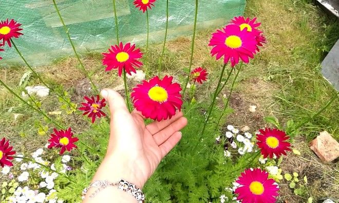 пиретрум уход пиретрум уход