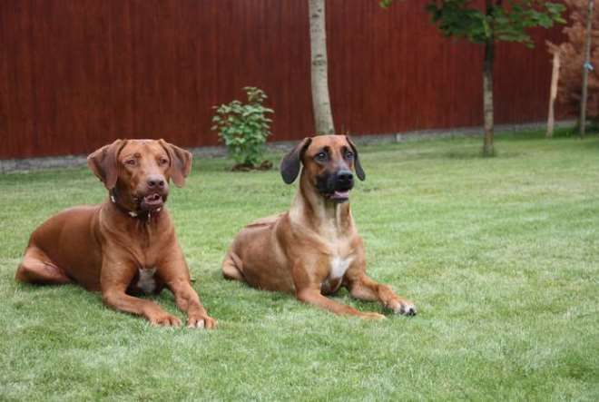 уход за шерстью родезийского риджбека уход за шерстью родезийского риджбека