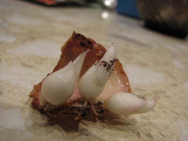 Как размножаются садовые лилии Как размножаются садовые лилии