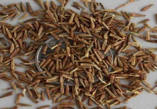 размножение семенами размножение семенами