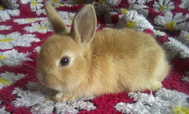 сколько живут карликовые кролики сколько живут карликовые кролики