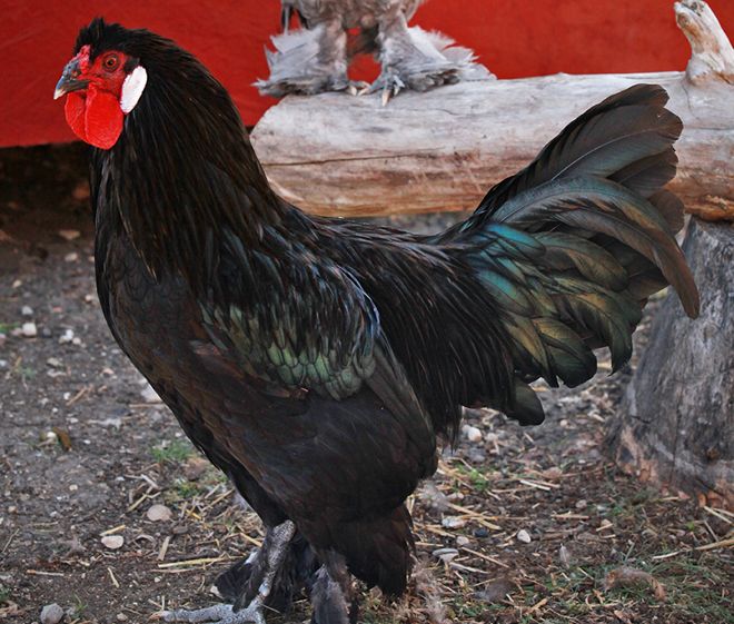 декоративные куры бреда декоративные куры бреда