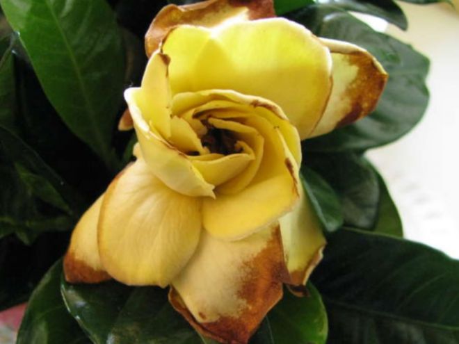 Гардения болезни Гардения болезни