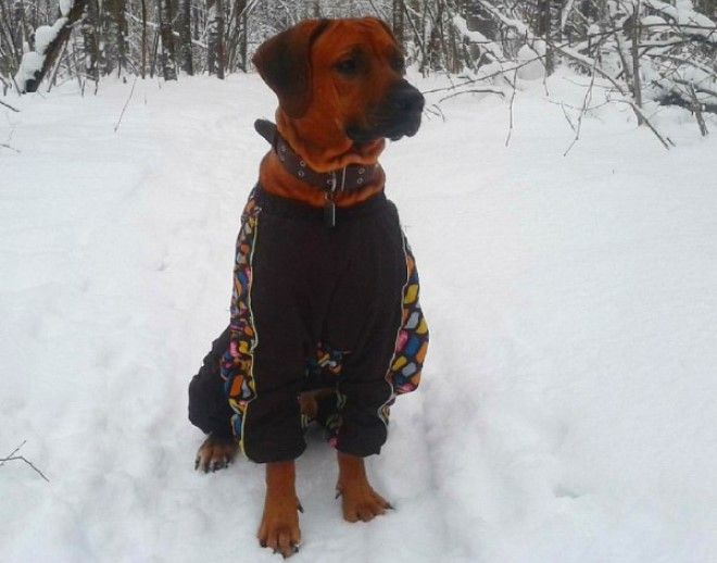 одежда для родезийского риджбека одежда для родезийского риджбека