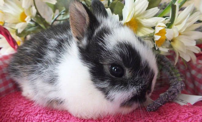 уход за карликовым кроликом уход за карликовым кроликом