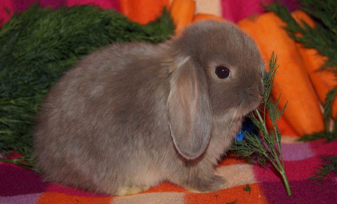 чем кормить карликового кролика чем кормить карликового кролика
