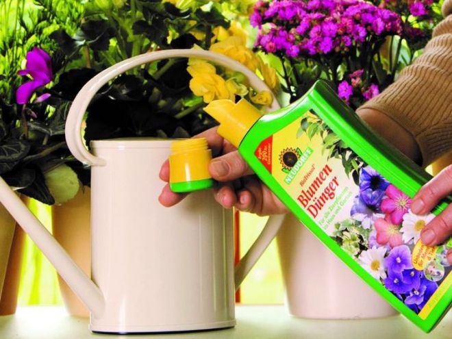 Фуксия подкормка в домашних условиях Фуксия подкормка в домашних условиях