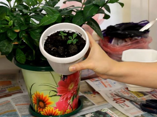 Гардения из семян в домашних условиях Гардения из семян в домашних условиях