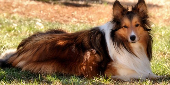 лесси лесси