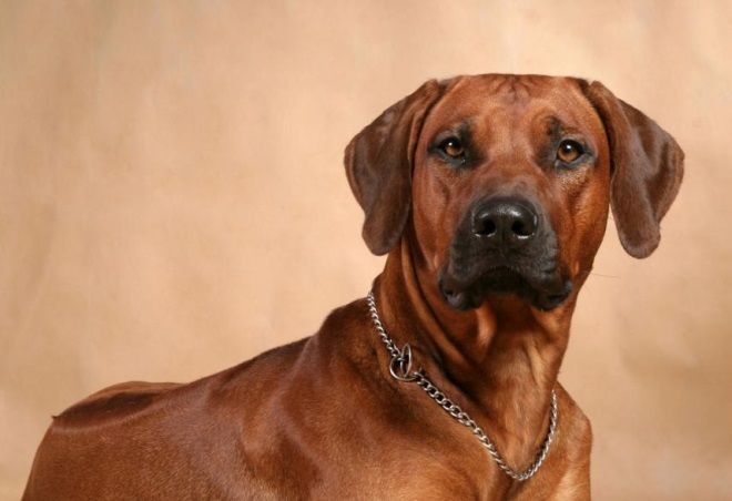 здоровье родезийского риджбека здоровье родезийского риджбека