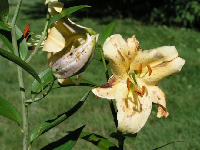 Болезни садовых лилий Болезни садовых лилий