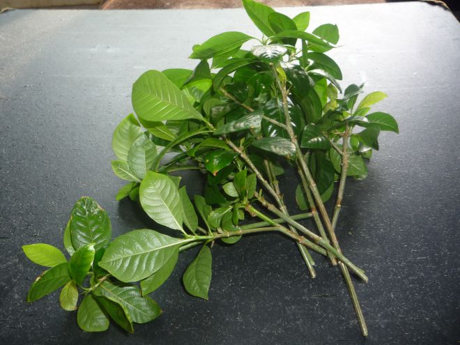 Размножение гардении черенками Размножение гардении черенками