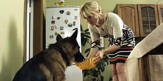 это моя собака это моя собака