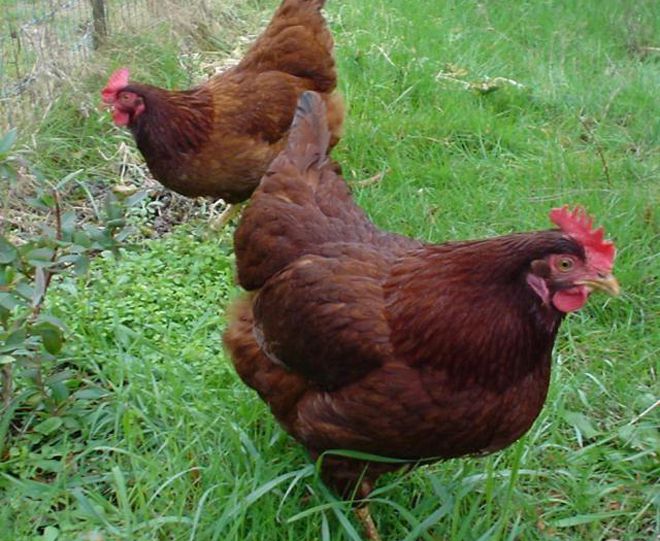 тетра тетра