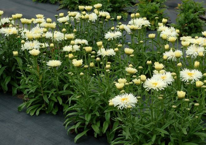 пиретрум в бордюре пиретрум в бордюре