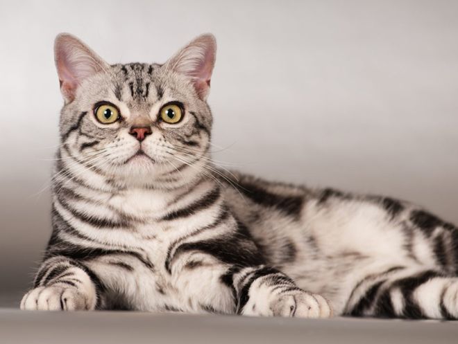 американская короткошерстная кошка стандарт породы американская короткошерстная кошка стандарт породы