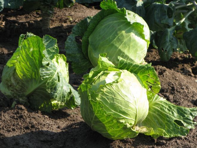 Белокочанная капуста Белокочанная капуста
