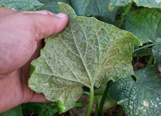 белокрылка борьба с ней в открытом грунте белокрылка борьба с ней в открытом грунте