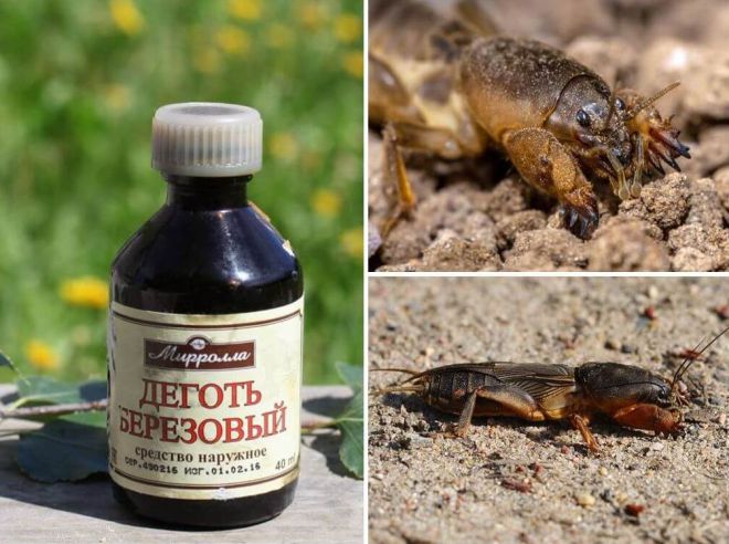 березовый деготь от медведки березовый деготь от медведки