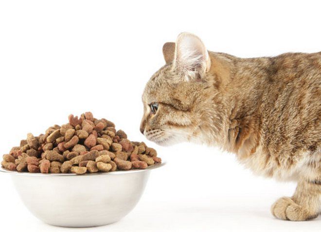 чем отличается корм для стерилизованных кошек чем отличается корм для стерилизованных кошек