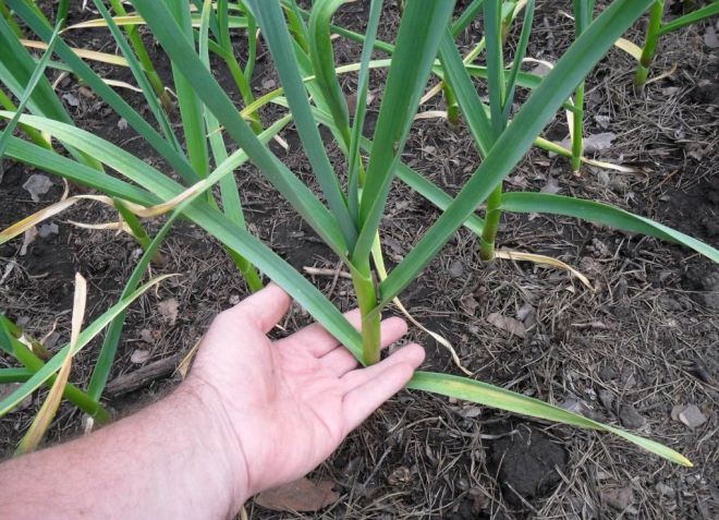 чем подкормить чеснок в июне месяце чем подкормить чеснок в июне месяце