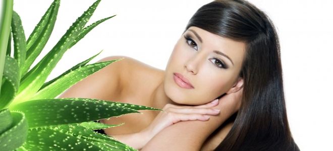 чем полезно алоэ для волос чем полезно алоэ для волос