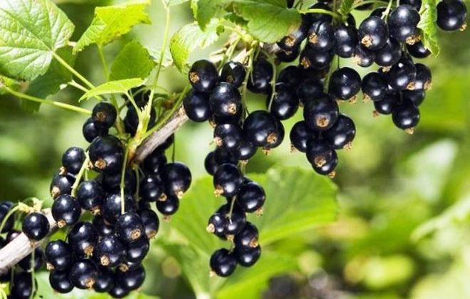 черная смородина характеристика черная смородина характеристика