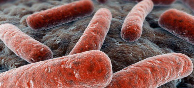 чума возбудитель чума возбудитель