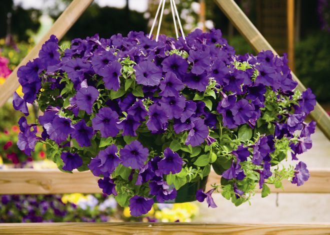 цветы петунья описание цветы петунья описание