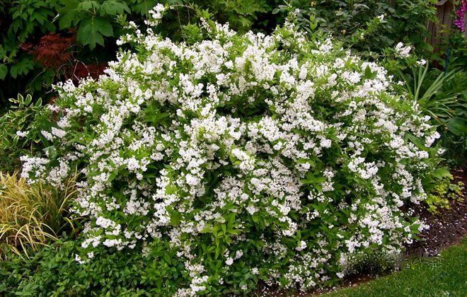 дейнеция шершавая дейнеция шершавая