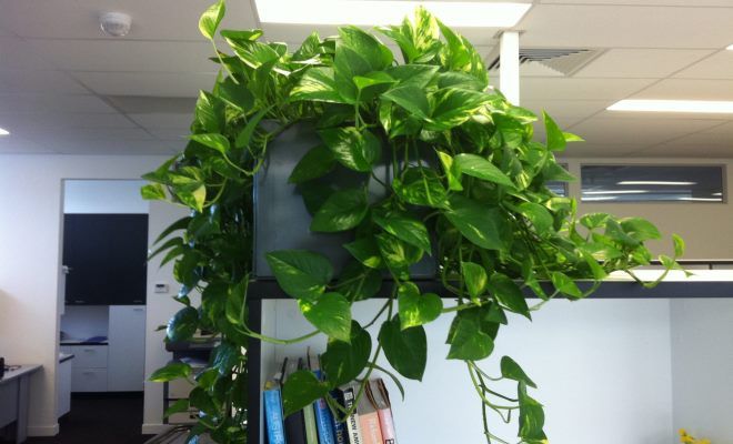 эпипремнум описание эпипремнум описание