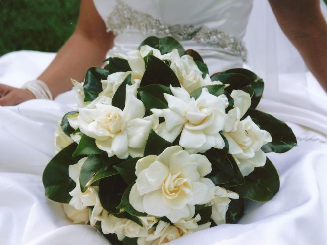 Гардения описание Гардения описание