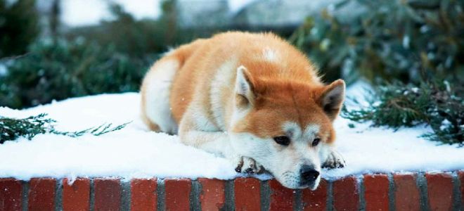 хатико хатико