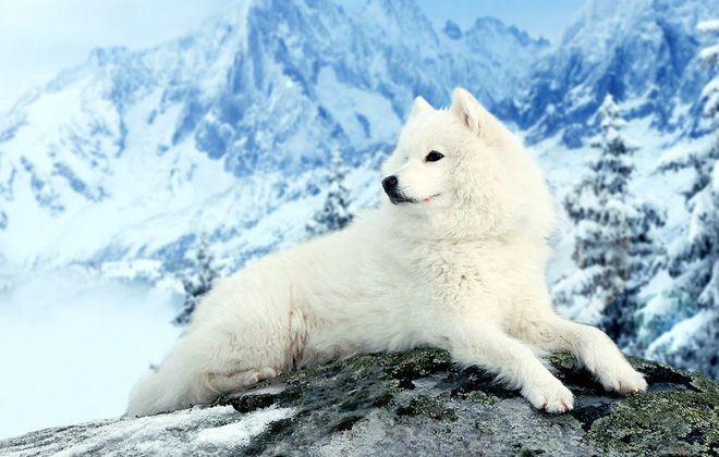 история самоедской лайки история самоедской лайки