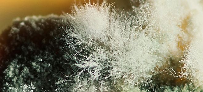 к плесневым грибам относятся к плесневым грибам относятся