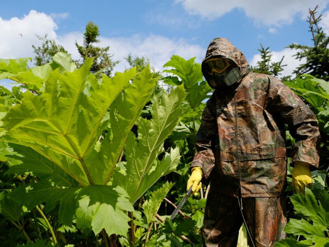 Как избавиться от сорняков в огороде Как избавиться от сорняков в огороде