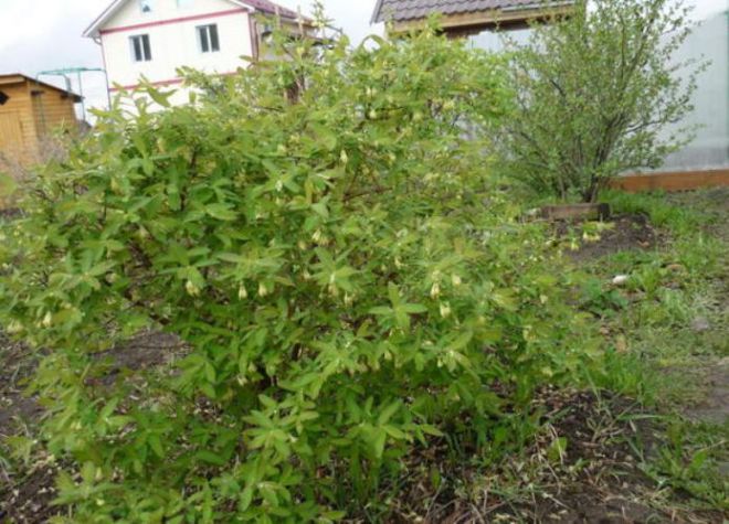 Как посадить жимолость весной саженцами Как посадить жимолость весной саженцами