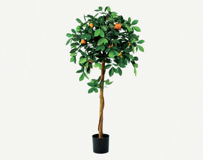 как выглядит апельсиновое дерево как выглядит апельсиновое дерево