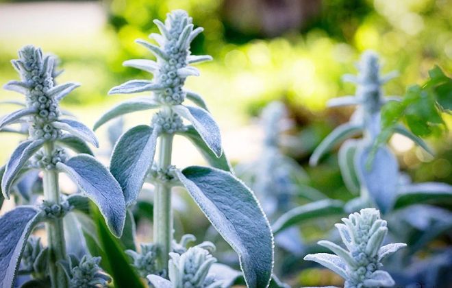 Как выглядит чистец шерстистый Как выглядит чистец шерстистый