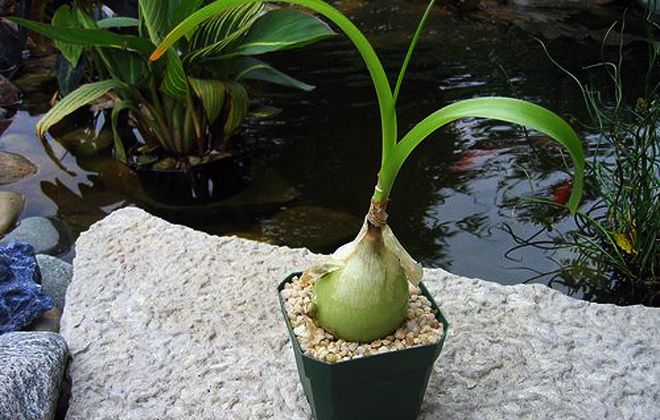 как выглядит индийский лук как выглядит индийский лук