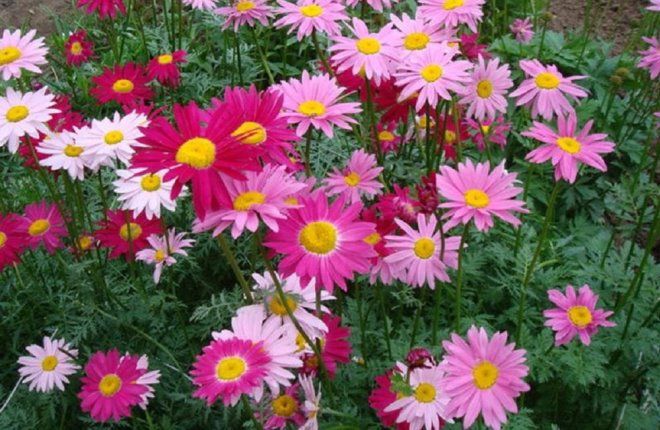 как выглядит пиретрум как выглядит пиретрум