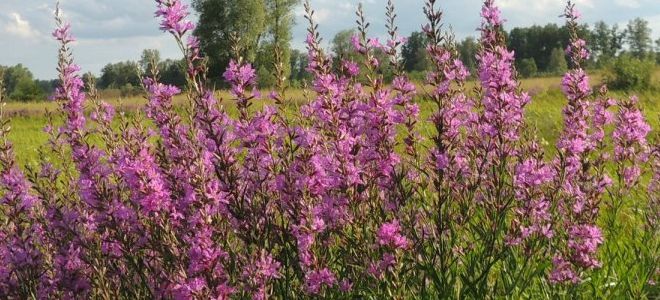 как выглядит плакун-трава как выглядит плакун-трава