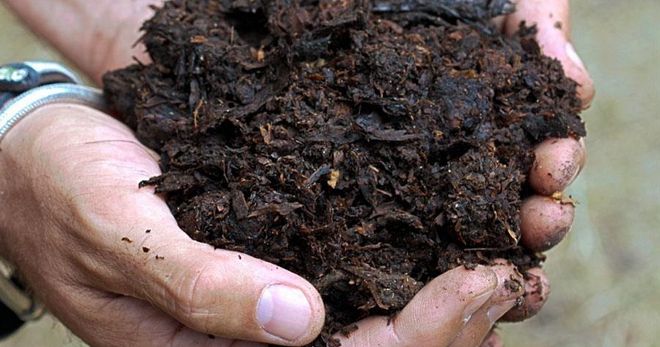 как вырастить брокколи как вырастить брокколи