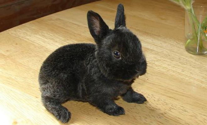 карликовый рекс карликовый рекс