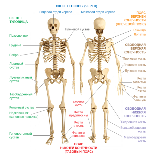 Классификация костей по строению и отделам Классификация костей по строению и отделам