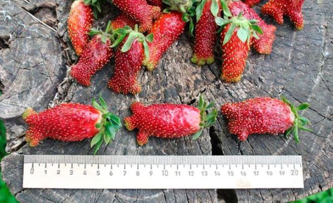 клубника Купчиха описание клубника Купчиха описание