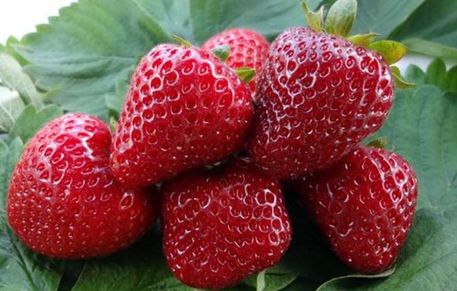 клубника виктория описание сорта клубника виктория описание сорта